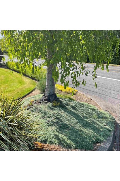 Чебрець ранній Псевдоланугіносус